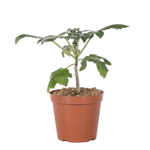 Uncarina grandidieri Ø 15 cm