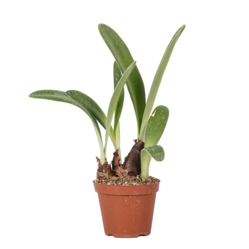Haemanthus albiflos Ø 12 cm