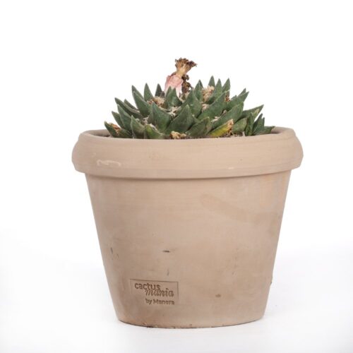 Ariocarpus retusus hybrid Ø 18