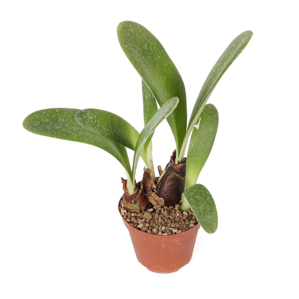 Haemanthus albiflos Ø 12 cm