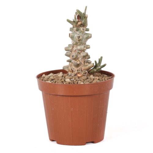 Tylecodon hirtifolium Ø 10,5 cm