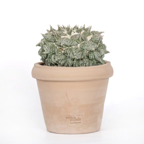 Ariocarpus retusus hybrid Ø 18
