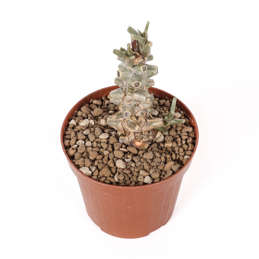 Tylecodon hirtifolium Ø 10,5 cm