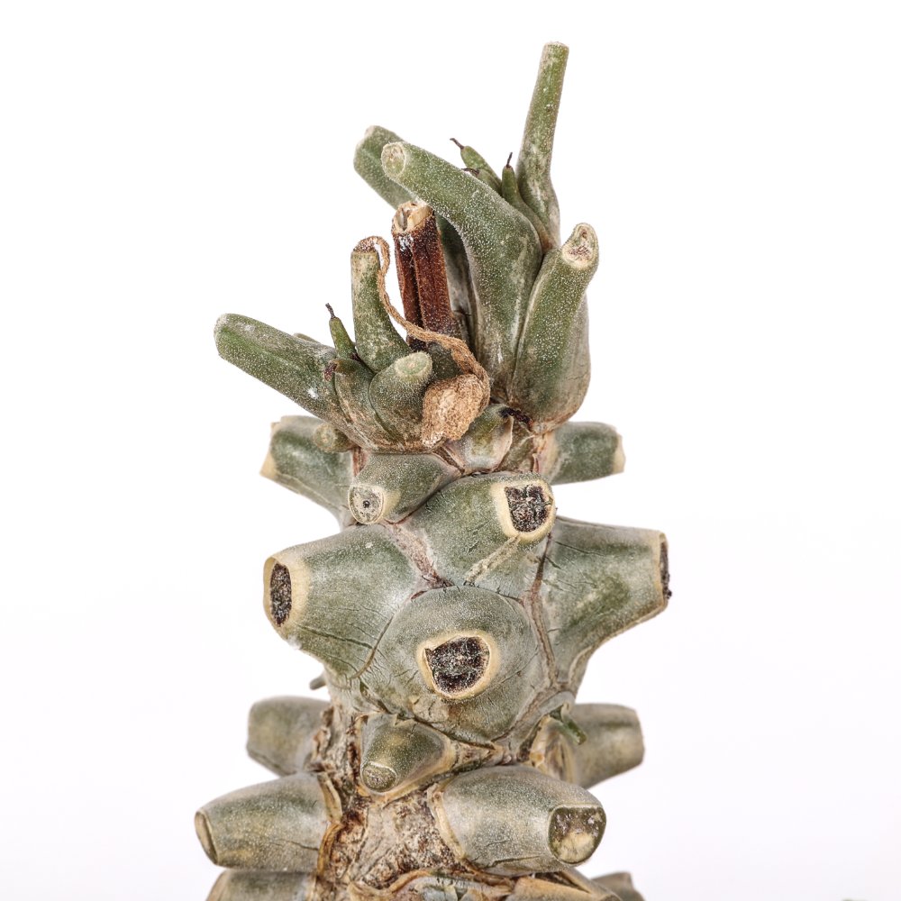 Tylecodon hirtifolium Ø 10,5 cm