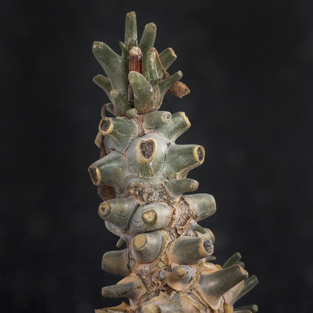 Tylecodon hirtifolium Ø 10,5 cm