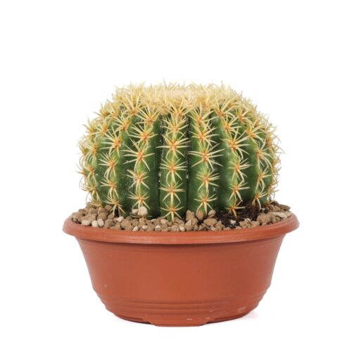 Echinocactus grusonii intermedius uncinatus Ø 17 cm