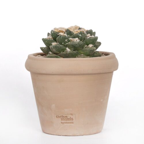 Ariocarpus retusus hybrid Ø 18