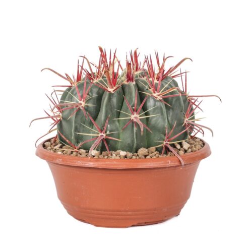 Ferocactus latispinus Ø 17 cm