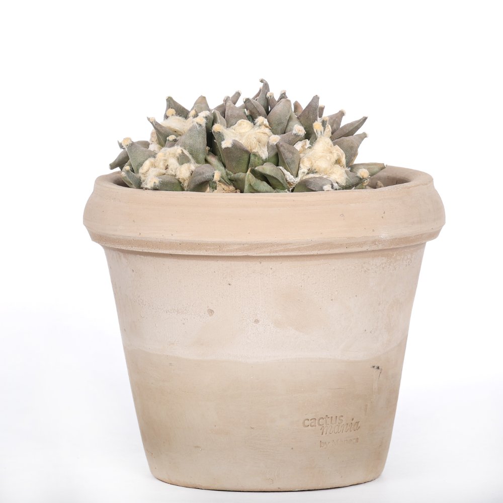 Ariocarpus retusus hybrid Ø 18