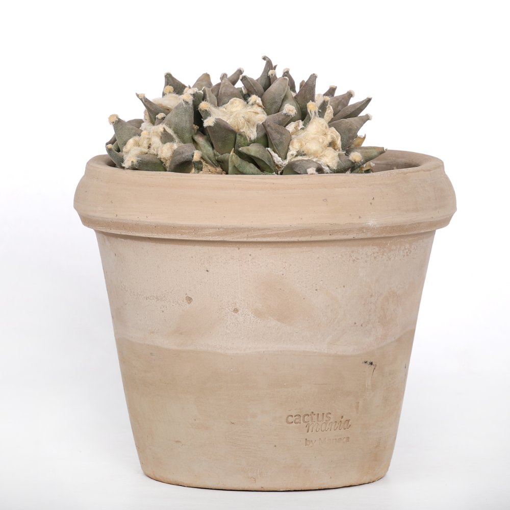 Ariocarpus retusus hybrid Ø 18