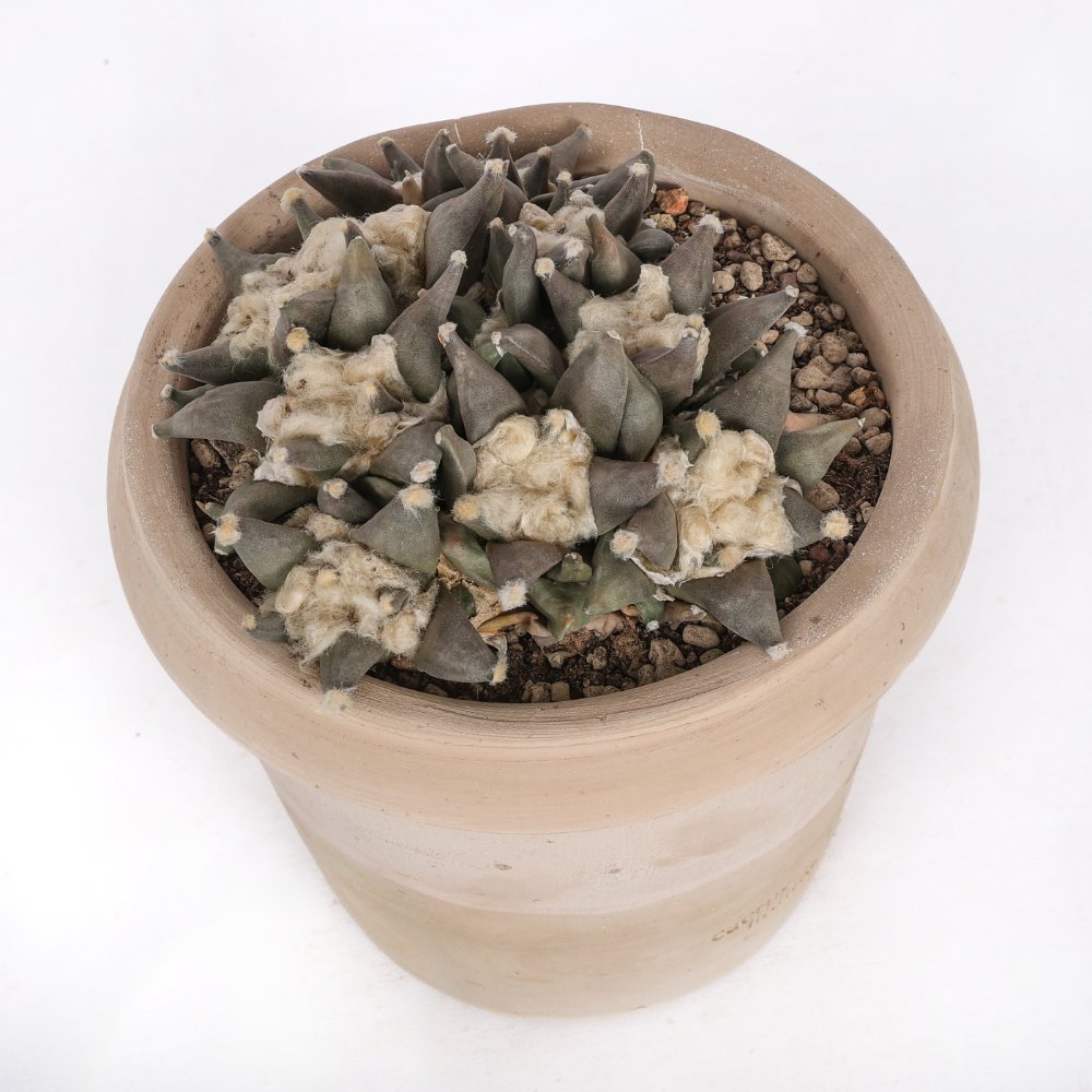 Ariocarpus retusus hybrid Ø 18