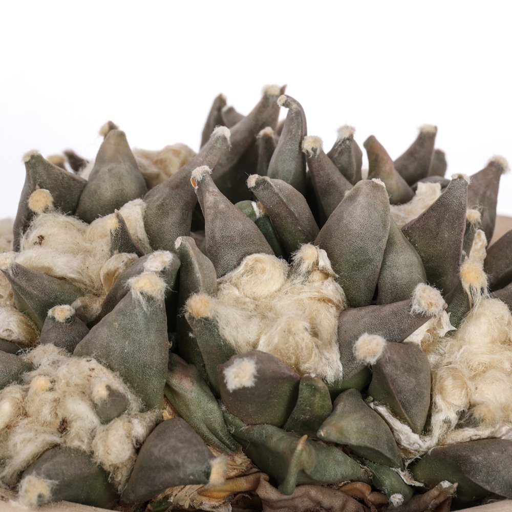 Ariocarpus retusus hybrid Ø 18