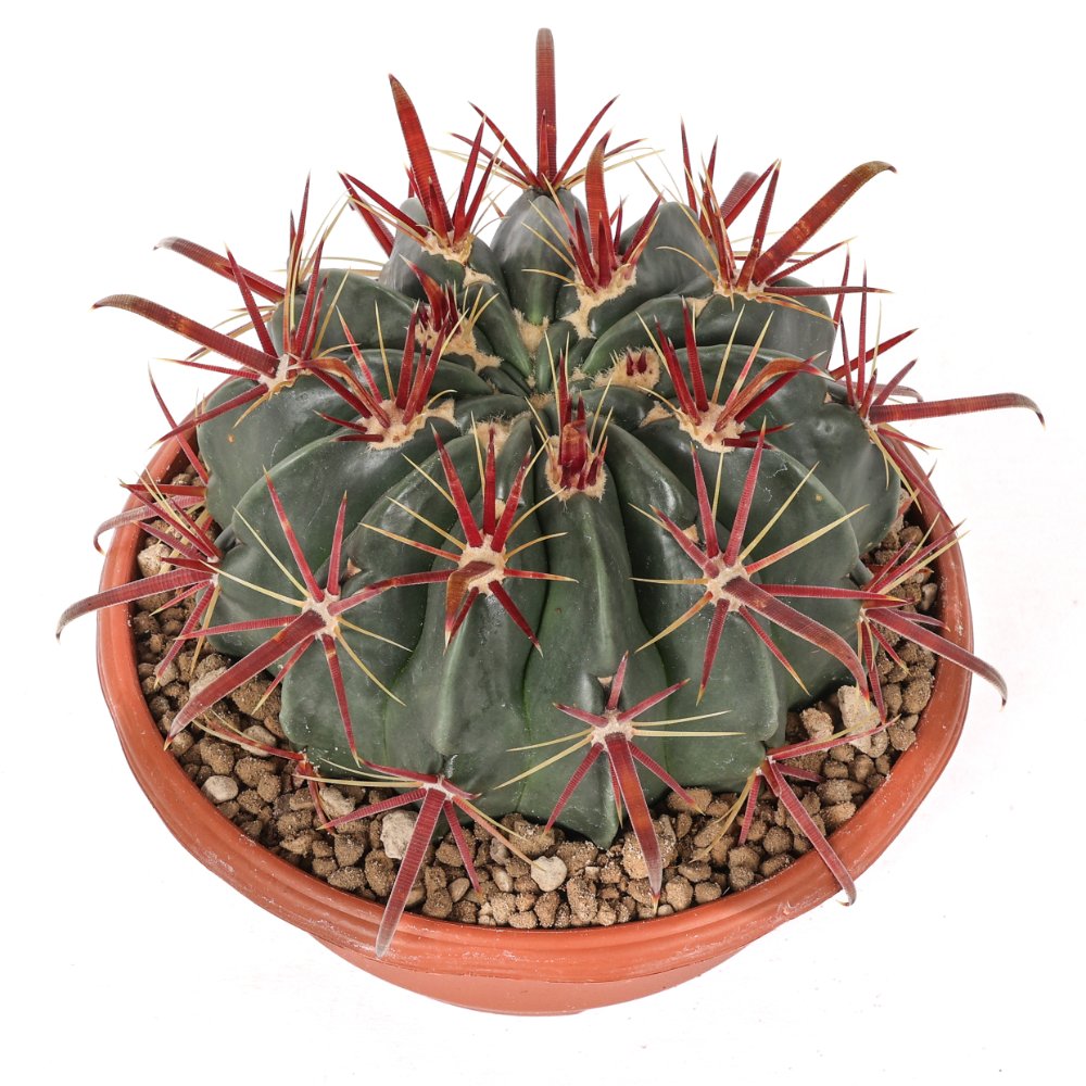 Ferocactus latispinus Ø 17 cm
