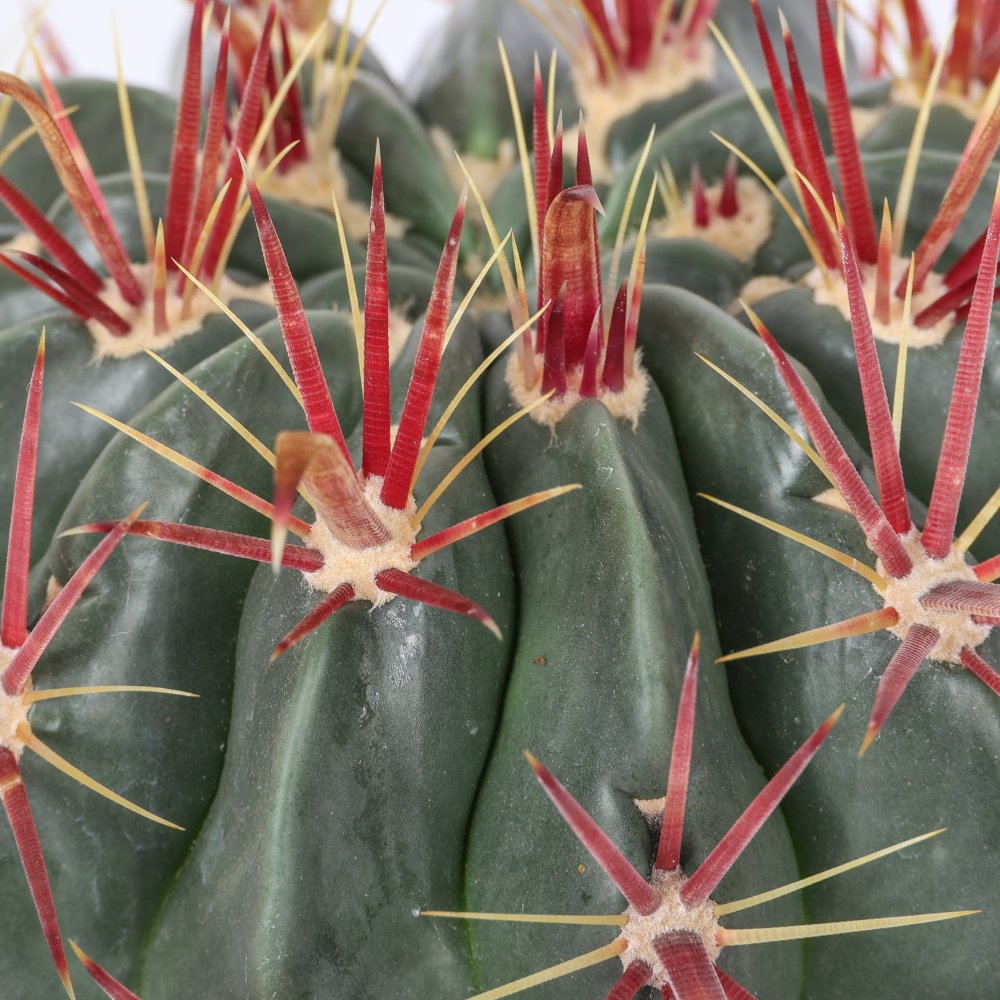Ferocactus latispinus Ø 17 cm
