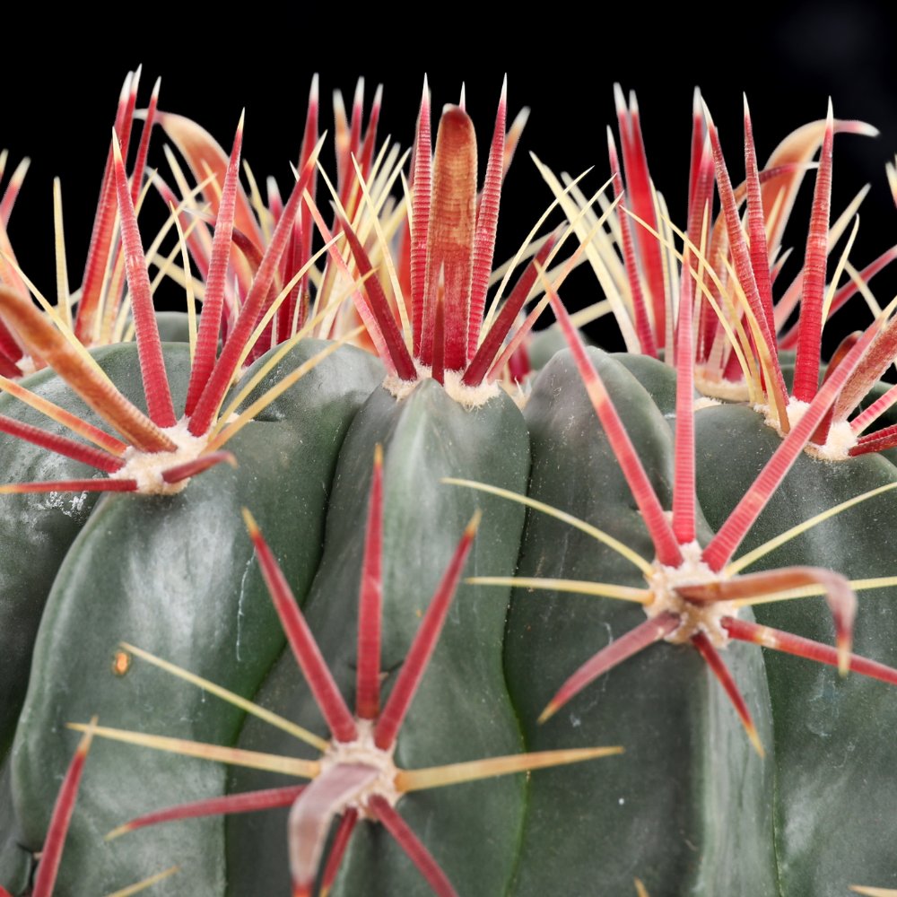 Ferocactus latispinus Ø 17 cm