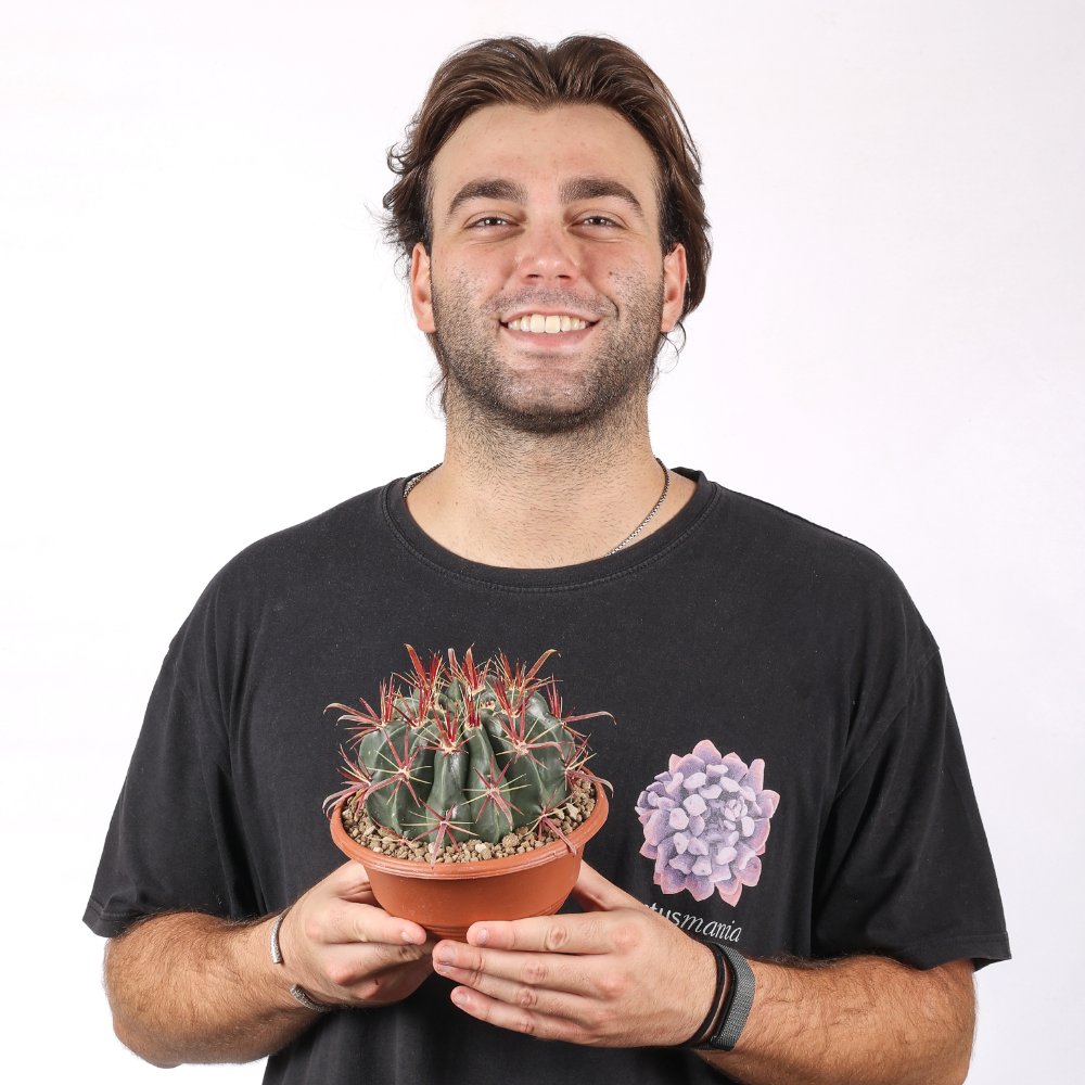 Ferocactus latispinus Ø 17 cm