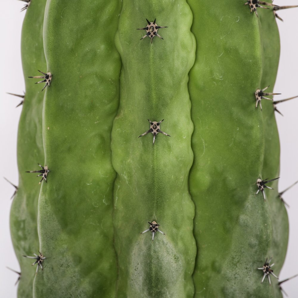 Polaskia chichipe 'Lizard skin' Ø 17 cm