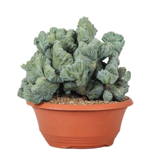 Myrtillocactus geometrizans f. crestata Ø 30 cm
