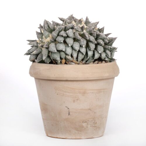 Ariocarpus retusus hybrid f. crestata Ø 18