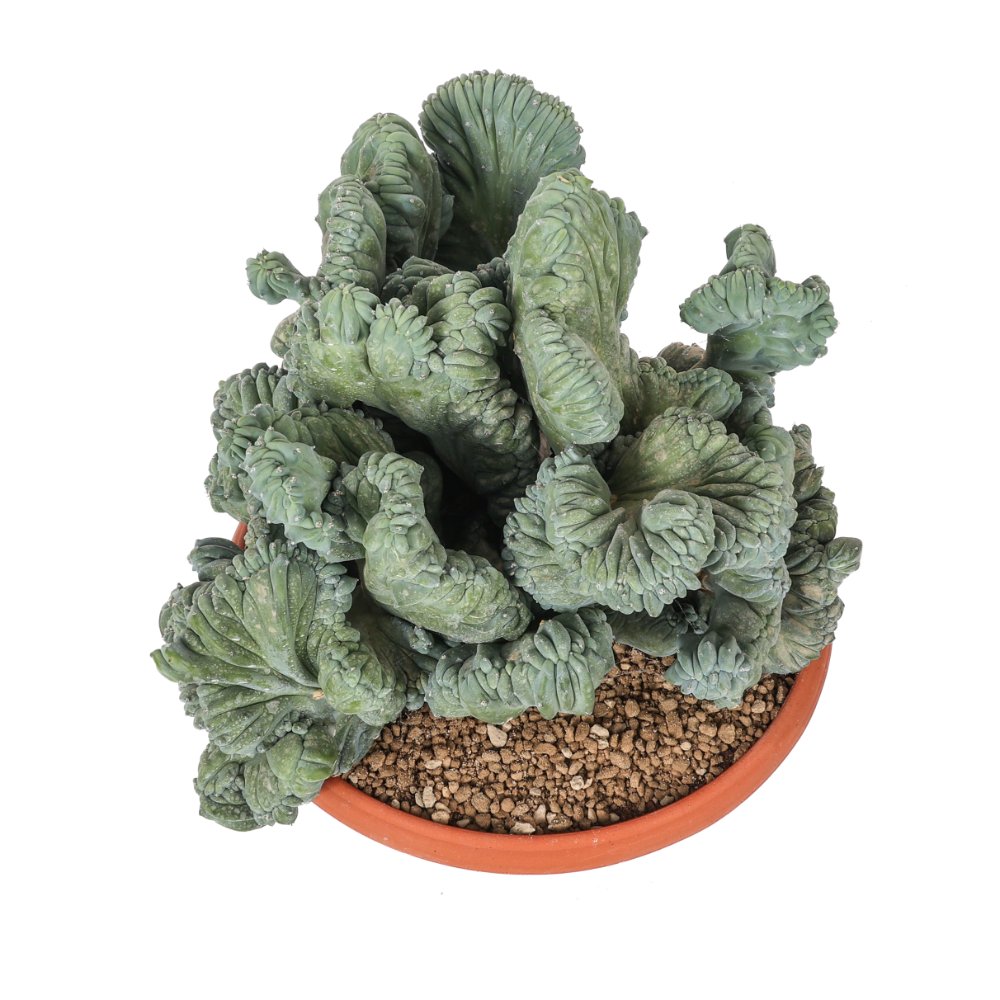 Myrtillocactus geometrizans f. crestata Ø 30 cm