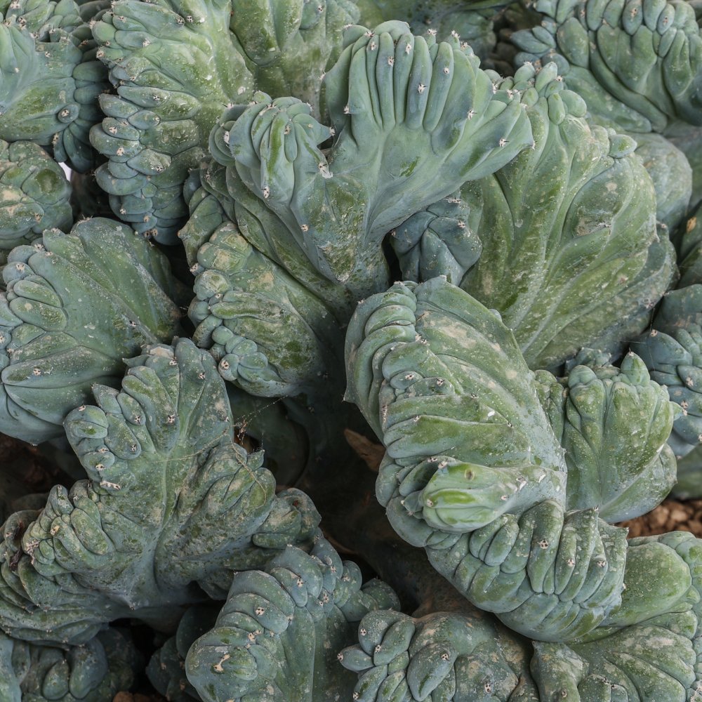 Myrtillocactus geometrizans f. crestata Ø 30 cm