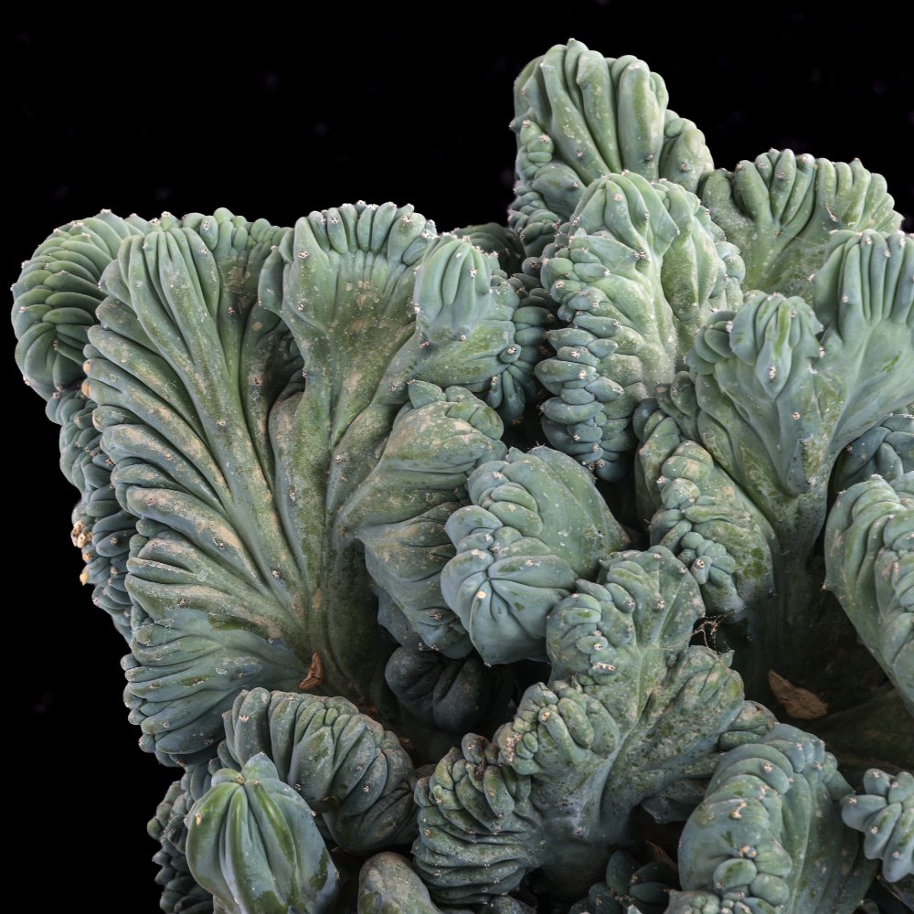 Myrtillocactus geometrizans f. crestata Ø 30 cm