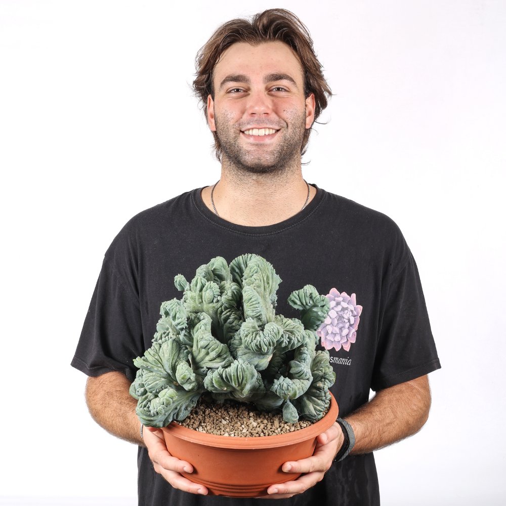 Myrtillocactus geometrizans f. crestata Ø 30 cm