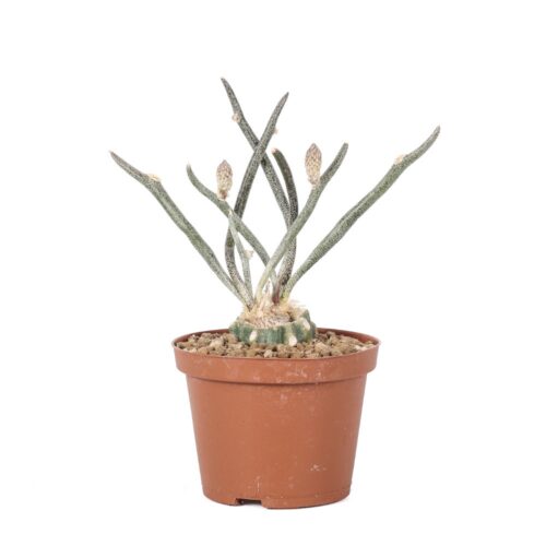 Astrophytum caput-medusae Ø 10,5 cm