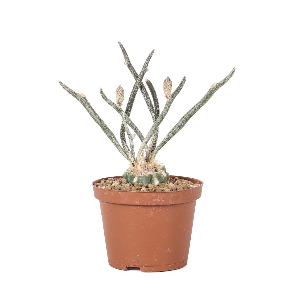 Astrophytum caput-medusae Ø 10,5 cm