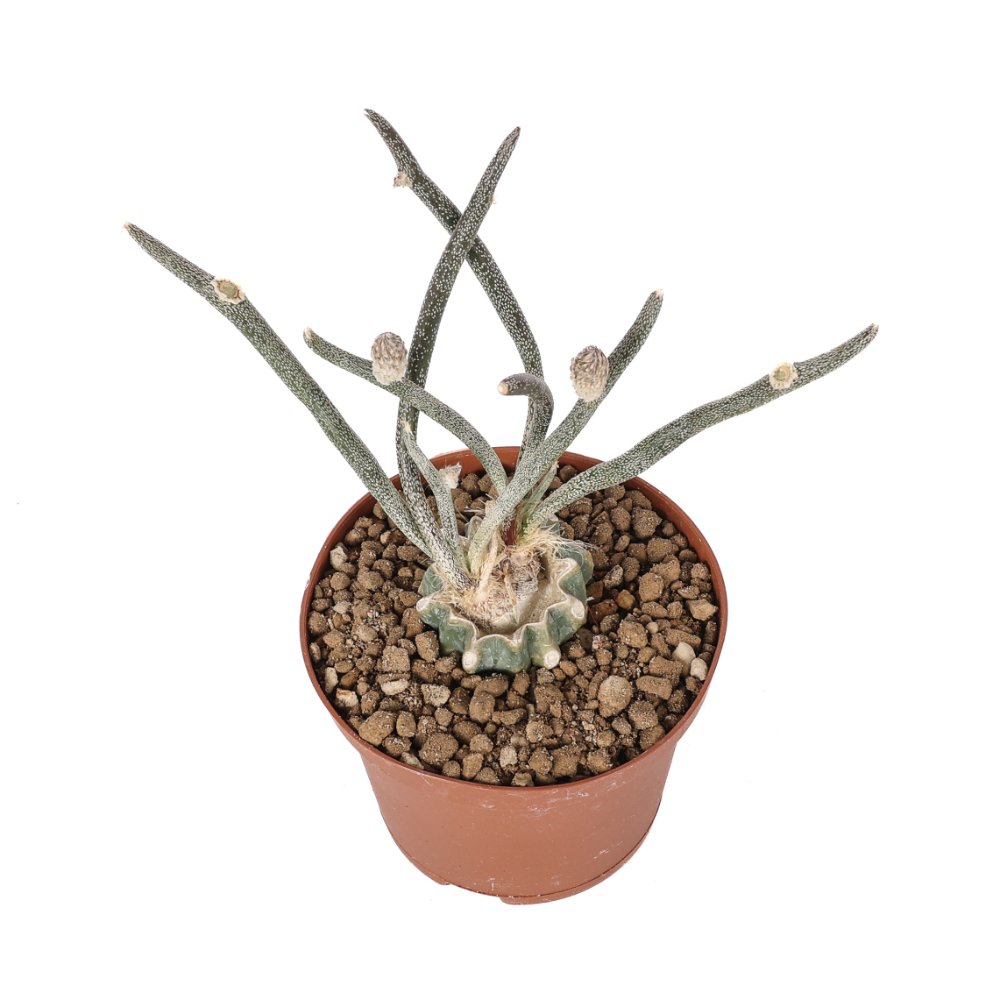 Astrophytum caput-medusae Ø 10,5 cm