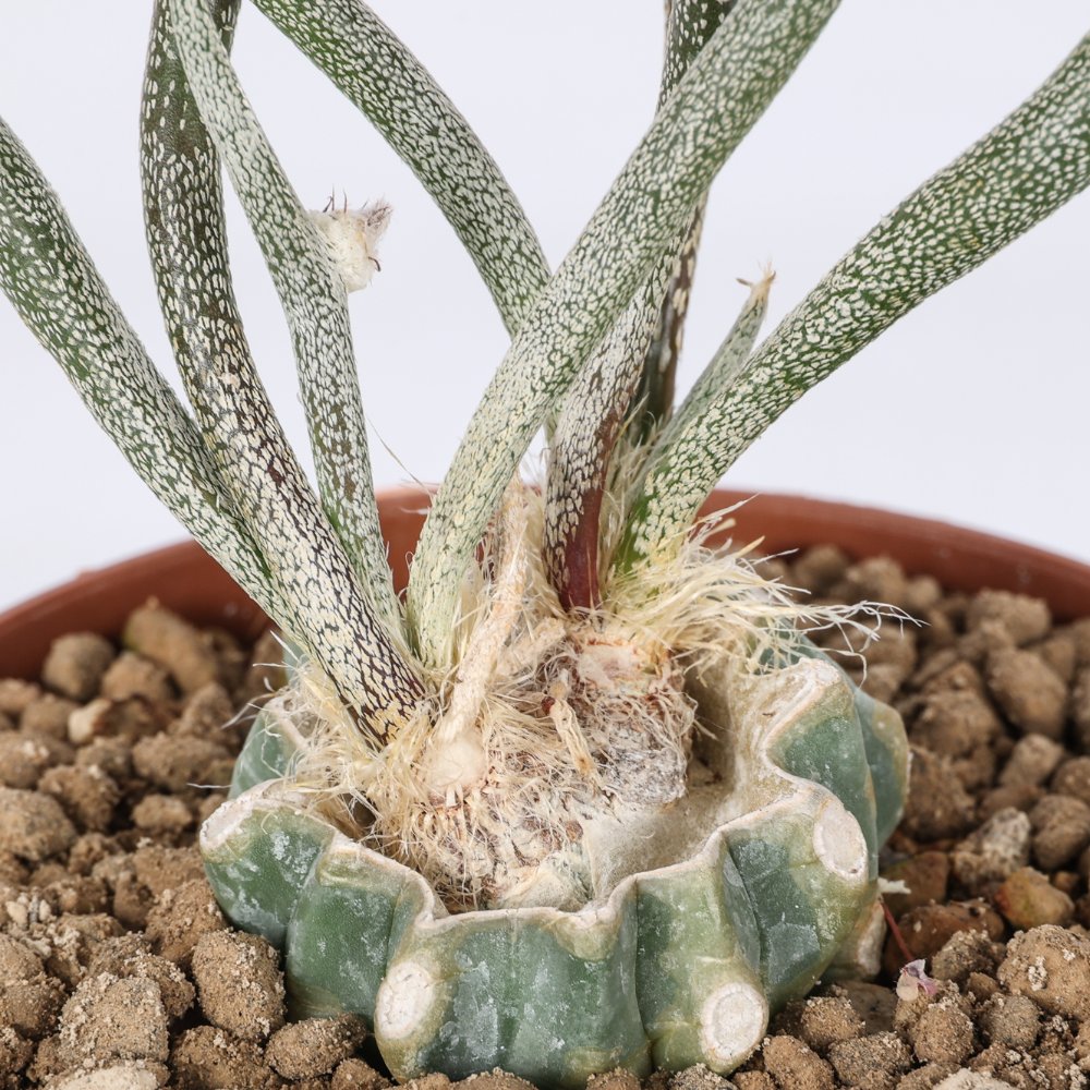Astrophytum caput-medusae Ø 10,5 cm