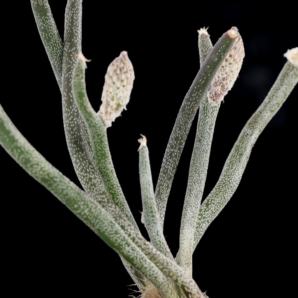 Astrophytum caput-medusae Ø 10,5 cm