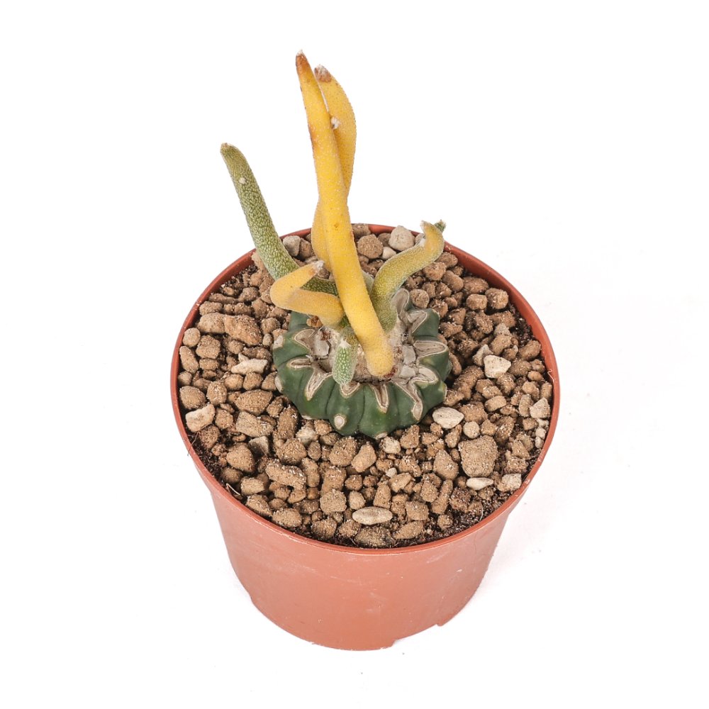 Astrophytum caput-medusae f. variegata Ø 10,5 cm