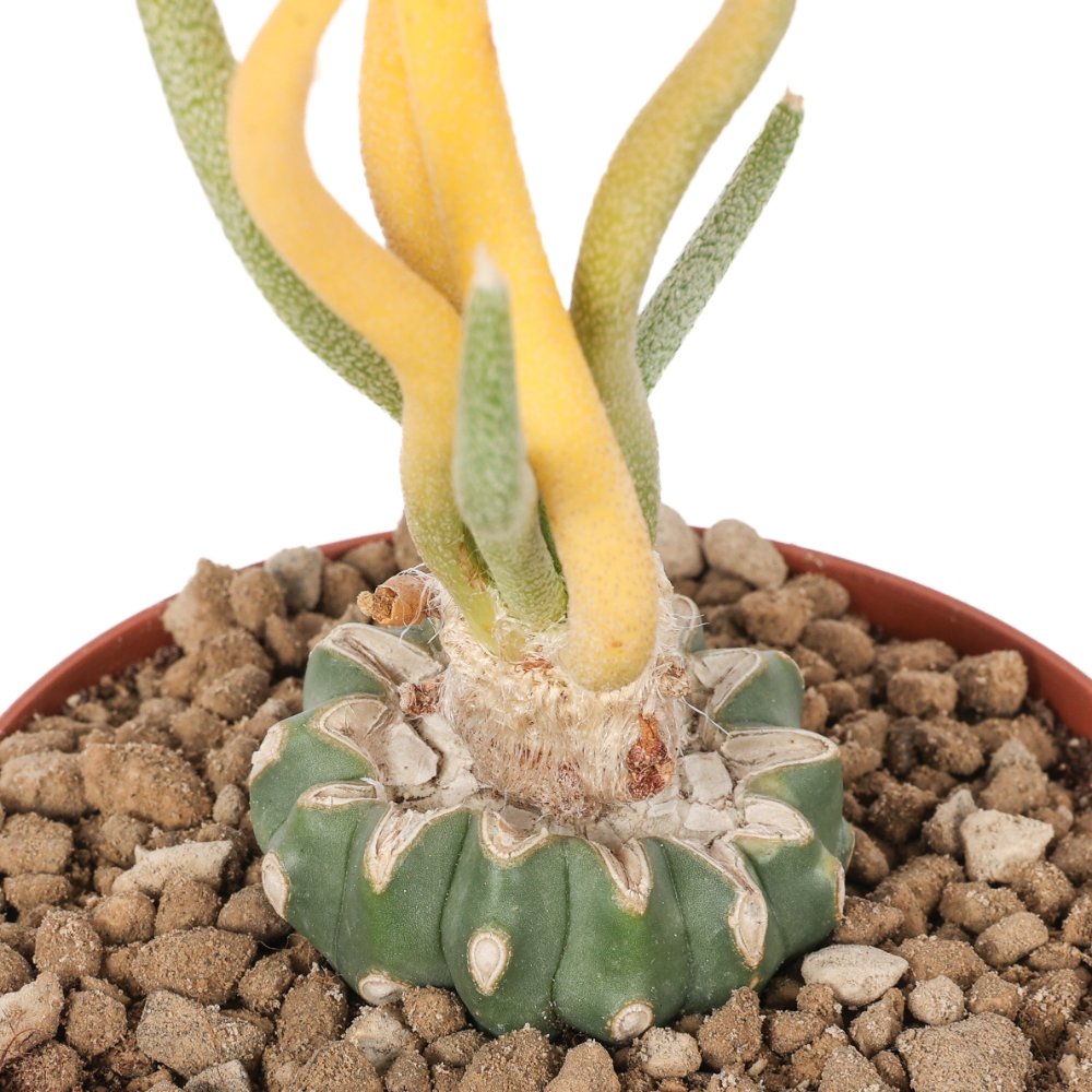 Astrophytum caput-medusae f. variegata Ø 10,5 cm