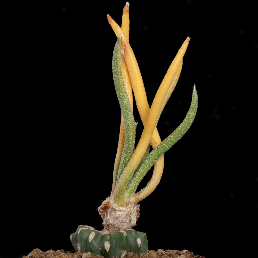 Astrophytum caput-medusae f. variegata Ø 10,5 cm
