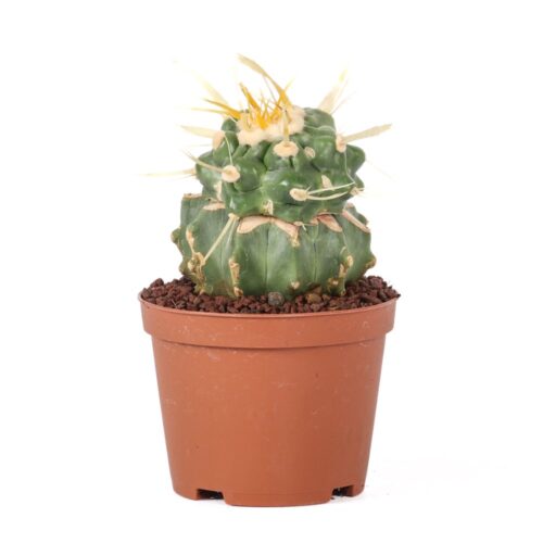 Echinocactus grusonii f. mostruosa Ø 10,5 cm