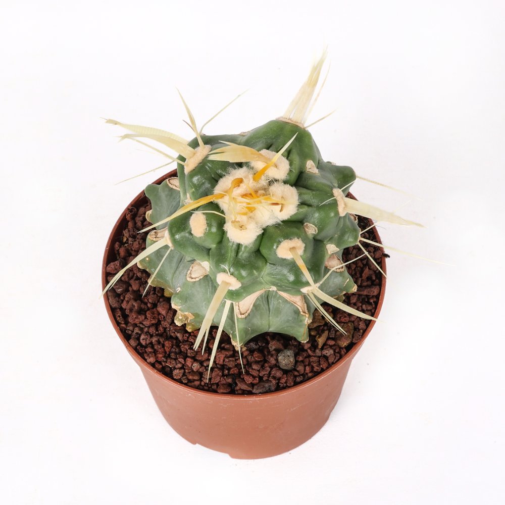 Echinocactus grusonii f. mostruosa Ø 10,5 cm