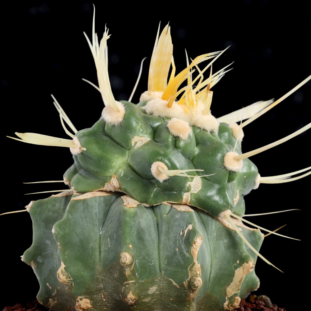 Echinocactus grusonii f. mostruosa Ø 10,5 cm