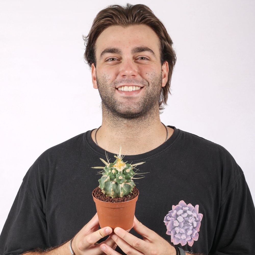 Echinocactus grusonii f. mostruosa Ø 10,5 cm
