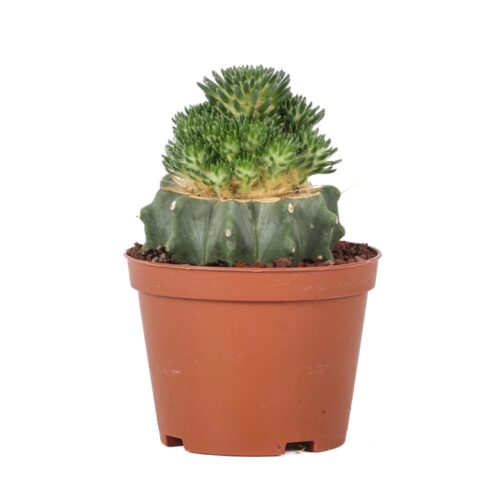 Tephrocactus malyanus Ø 10,5 cm