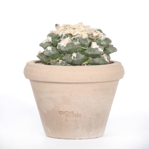 Ariocarpus hybrid Ø 14 cm