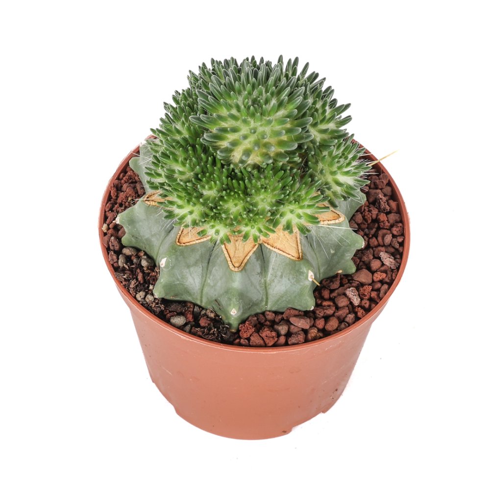 Tephrocactus malyanus Ø 10,5 cm