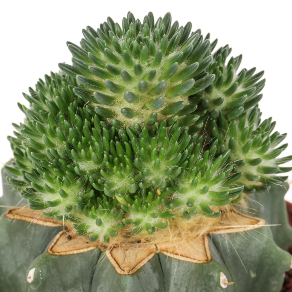 Tephrocactus malyanus Ø 10,5 cm