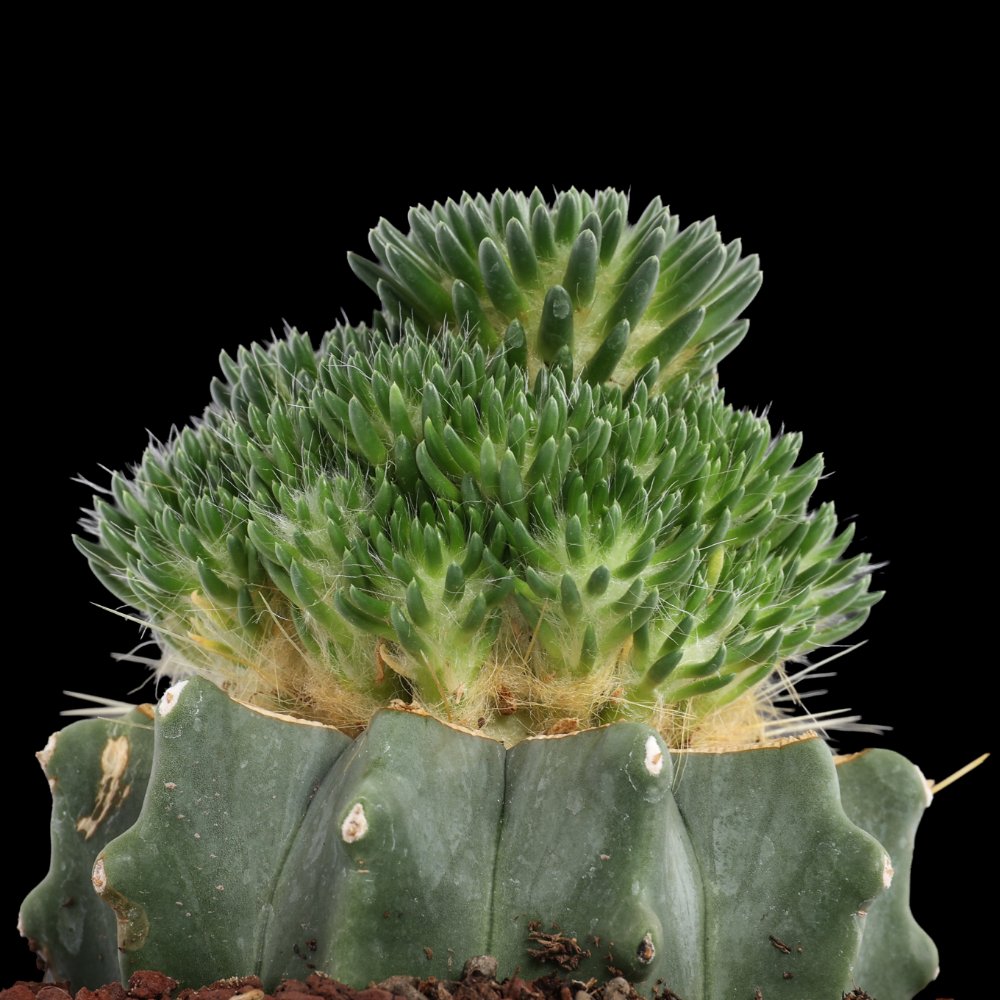Tephrocactus malyanus Ø 10,5 cm