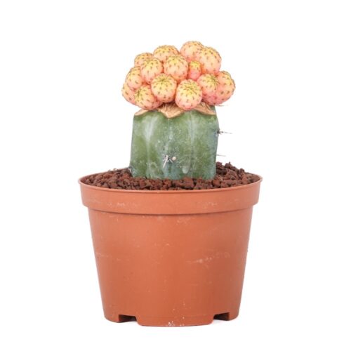 Sulcorebutia rauschii f. variegata Ø 10,5 cm