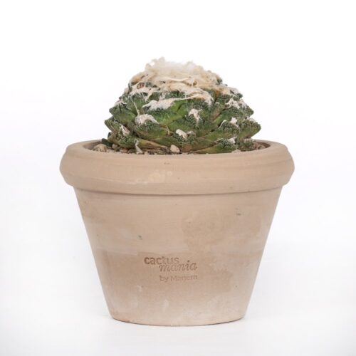 Ariocarpus hybrid Ø 14 cm