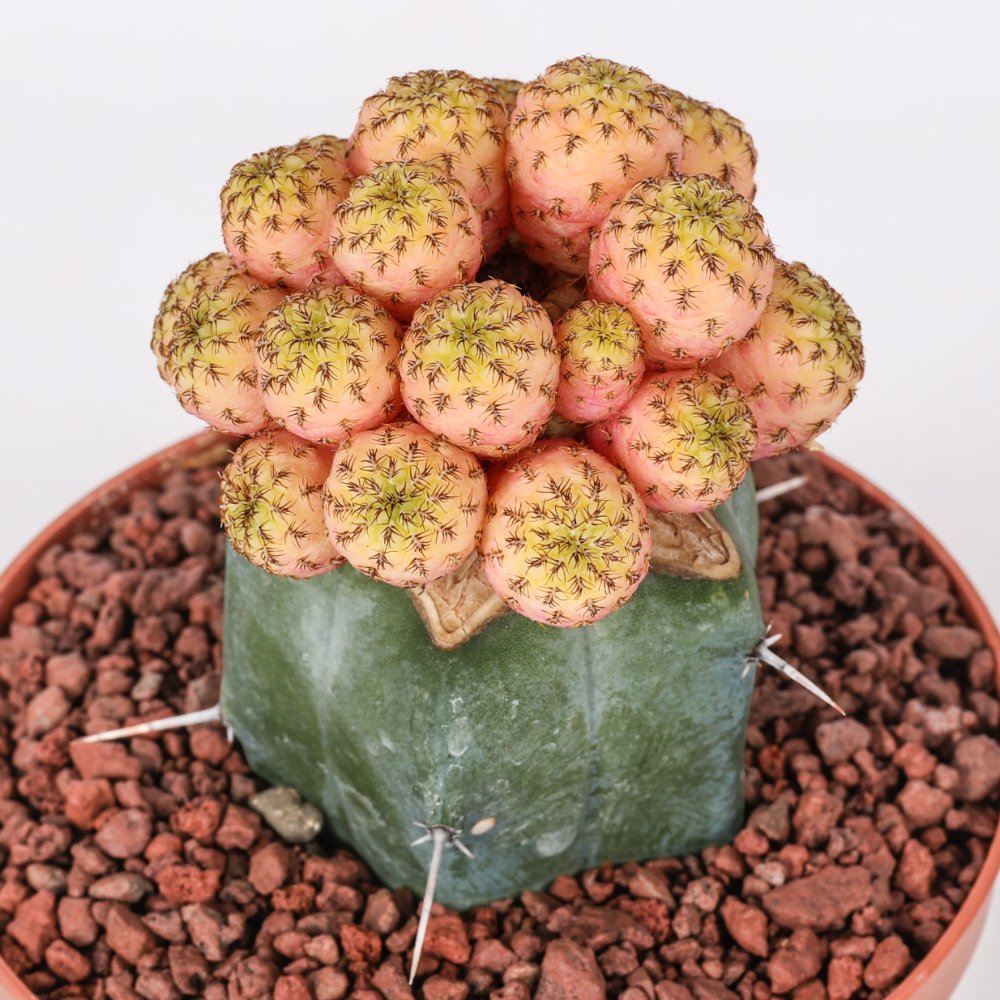 Sulcorebutia rauschii f. variegata Ø 10,5 cm