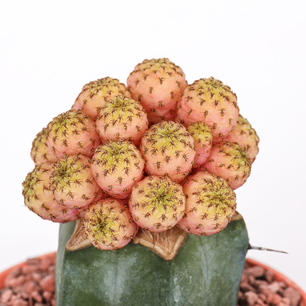 Sulcorebutia rauschii f. variegata Ø 10,5 cm