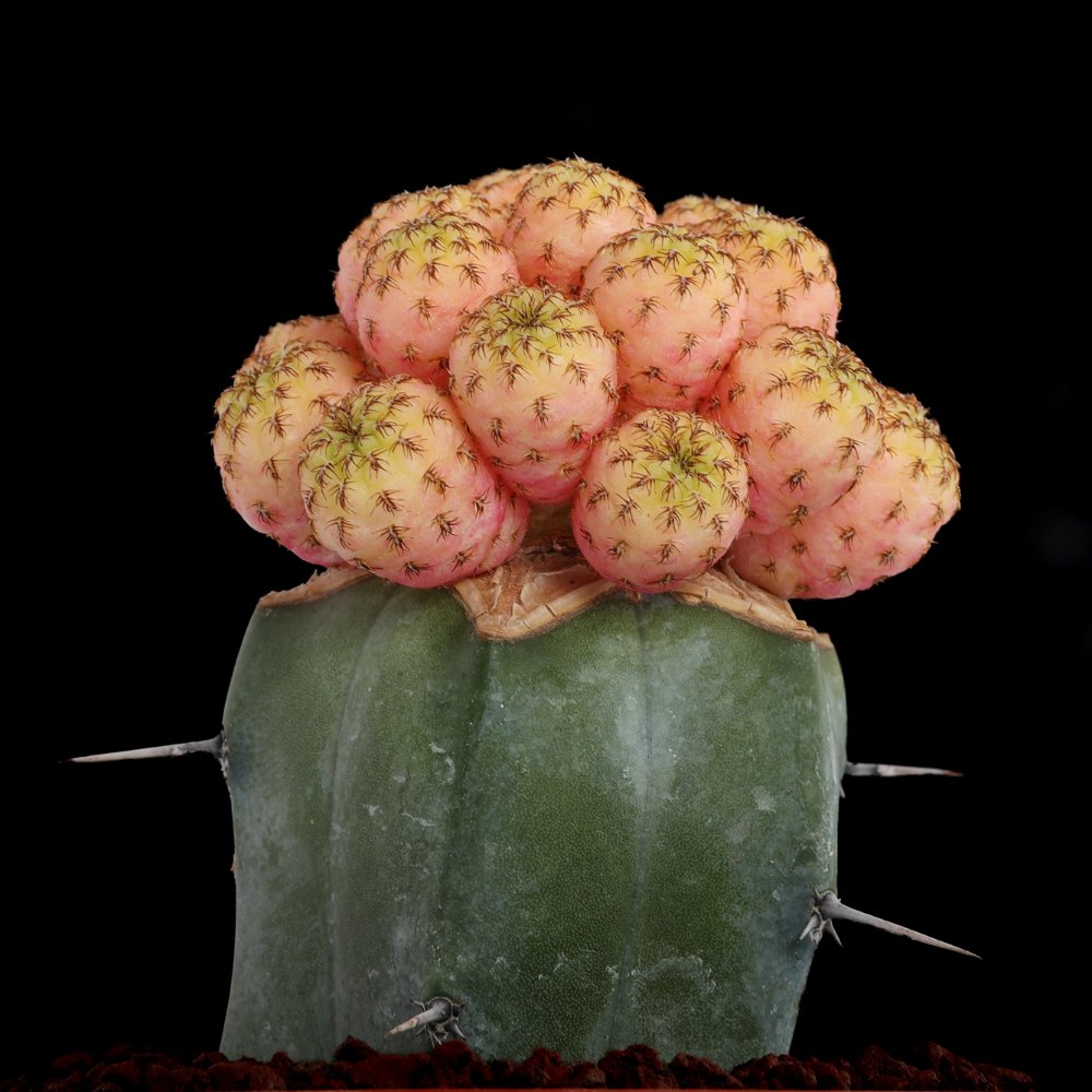 Sulcorebutia rauschii f. variegata Ø 10,5 cm