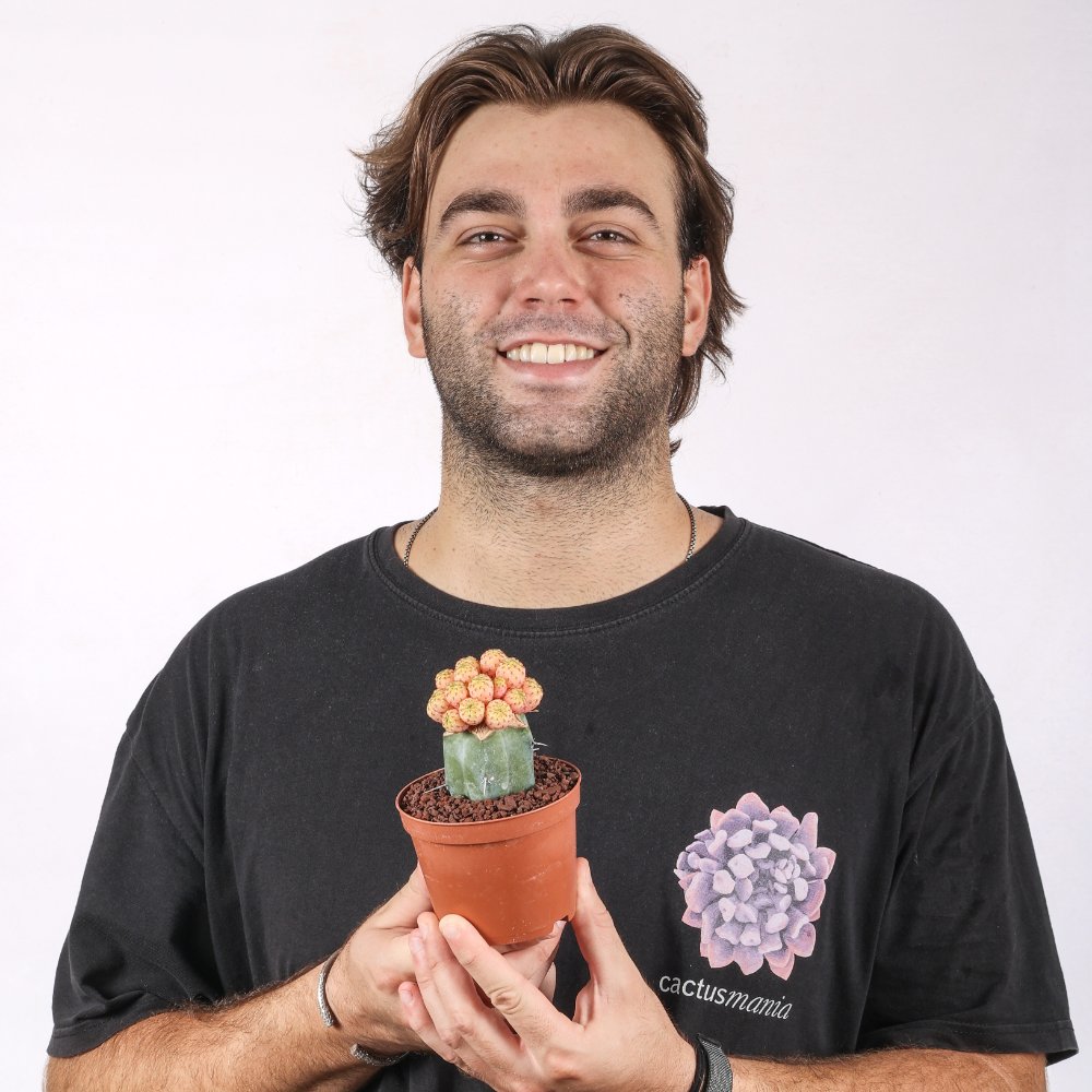 Sulcorebutia rauschii f. variegata Ø 10,5 cm